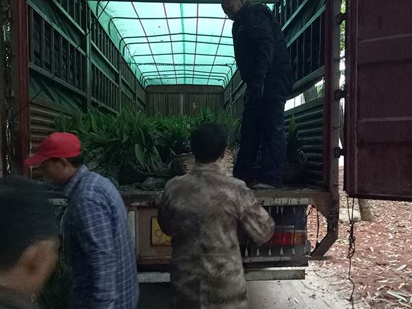 水生植物運輸