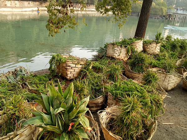 水生植物